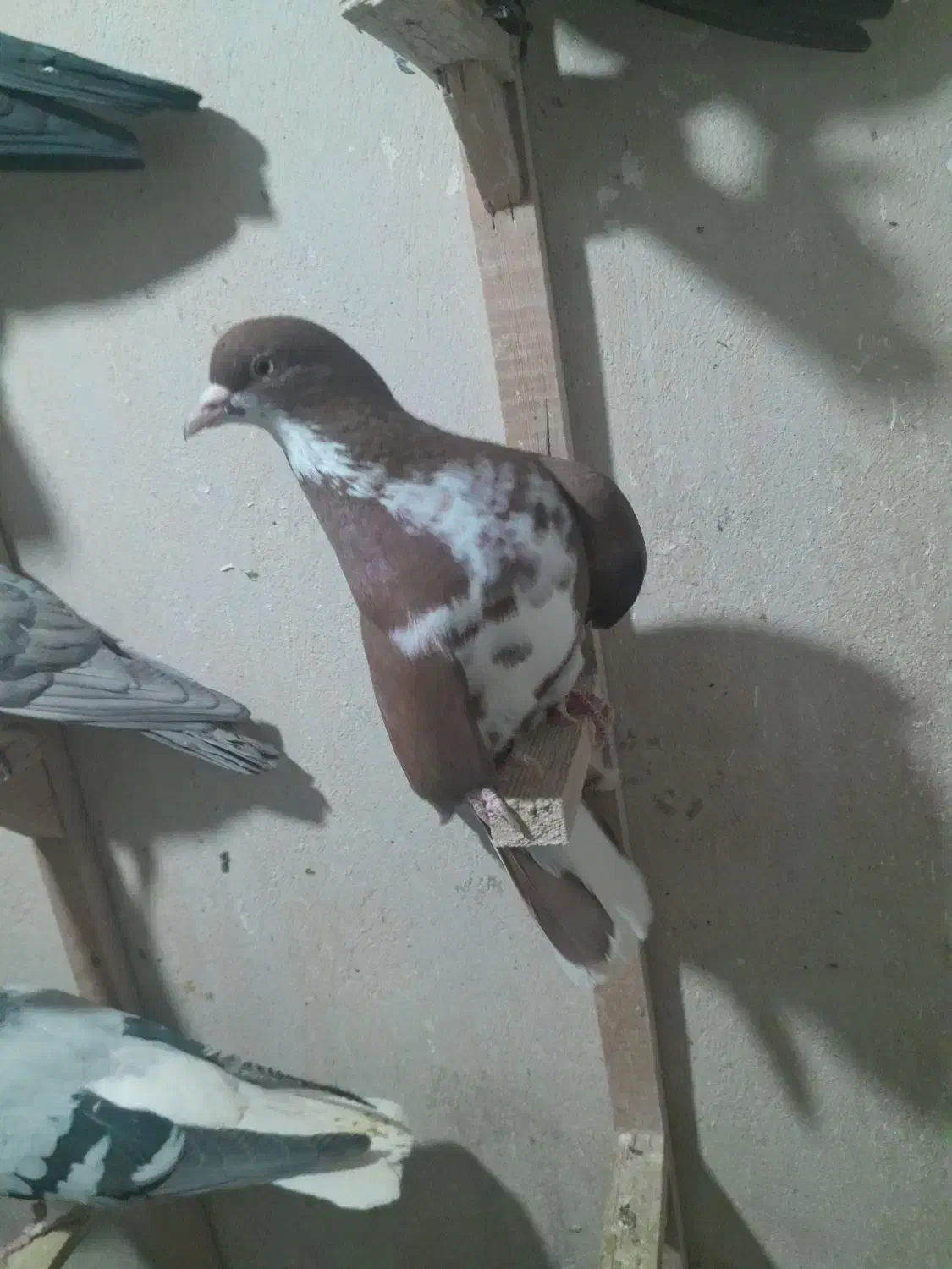 کبوتر شهری|پرنده|کازرون, |دیوار