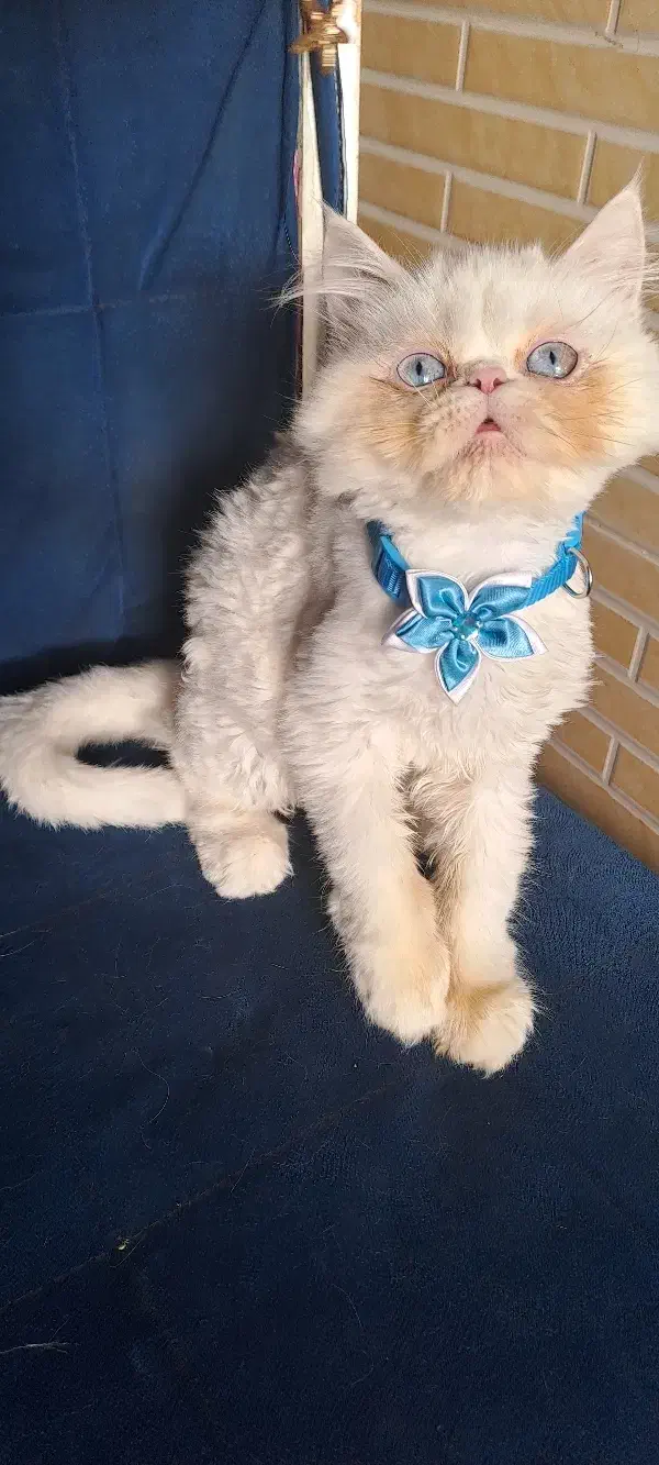 گربه پرشین سفید|گربه|ساری, |دیوار