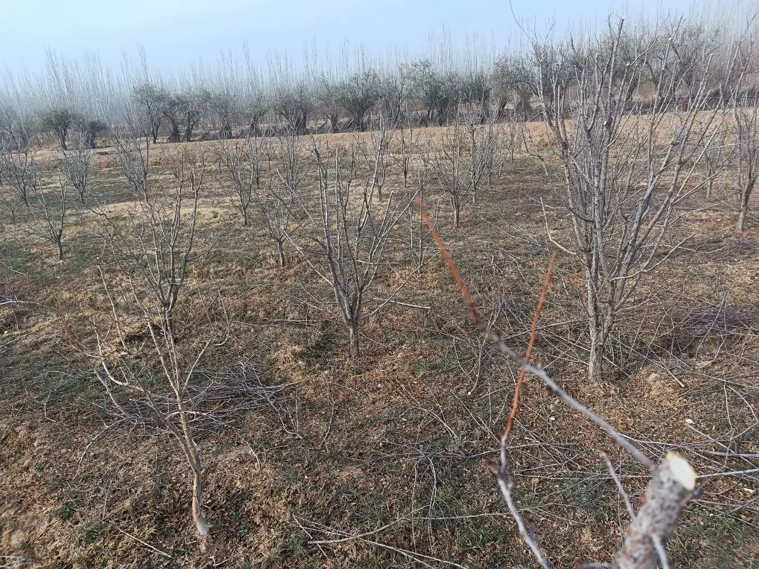 هرس درختان|خدمات باغبانی و درختکاری|چهاربرج, |دیوار