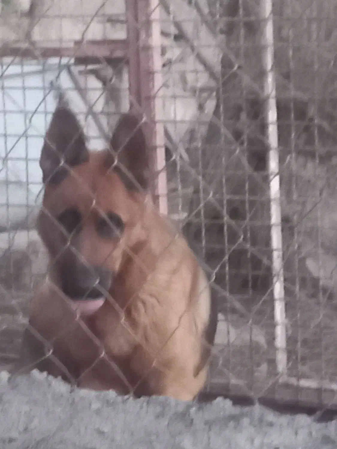 سگ ماده ژرمن شیپر کلاس A|سگ|اهواز, فدک|دیوار