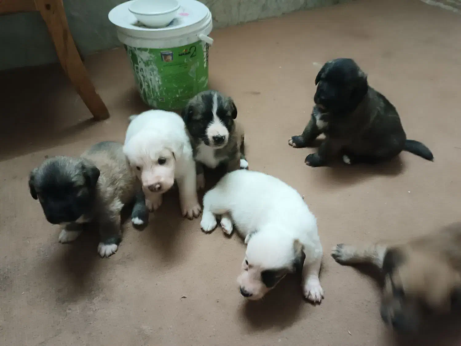 سگ اشپیدز|سگ|گرگان, |دیوار