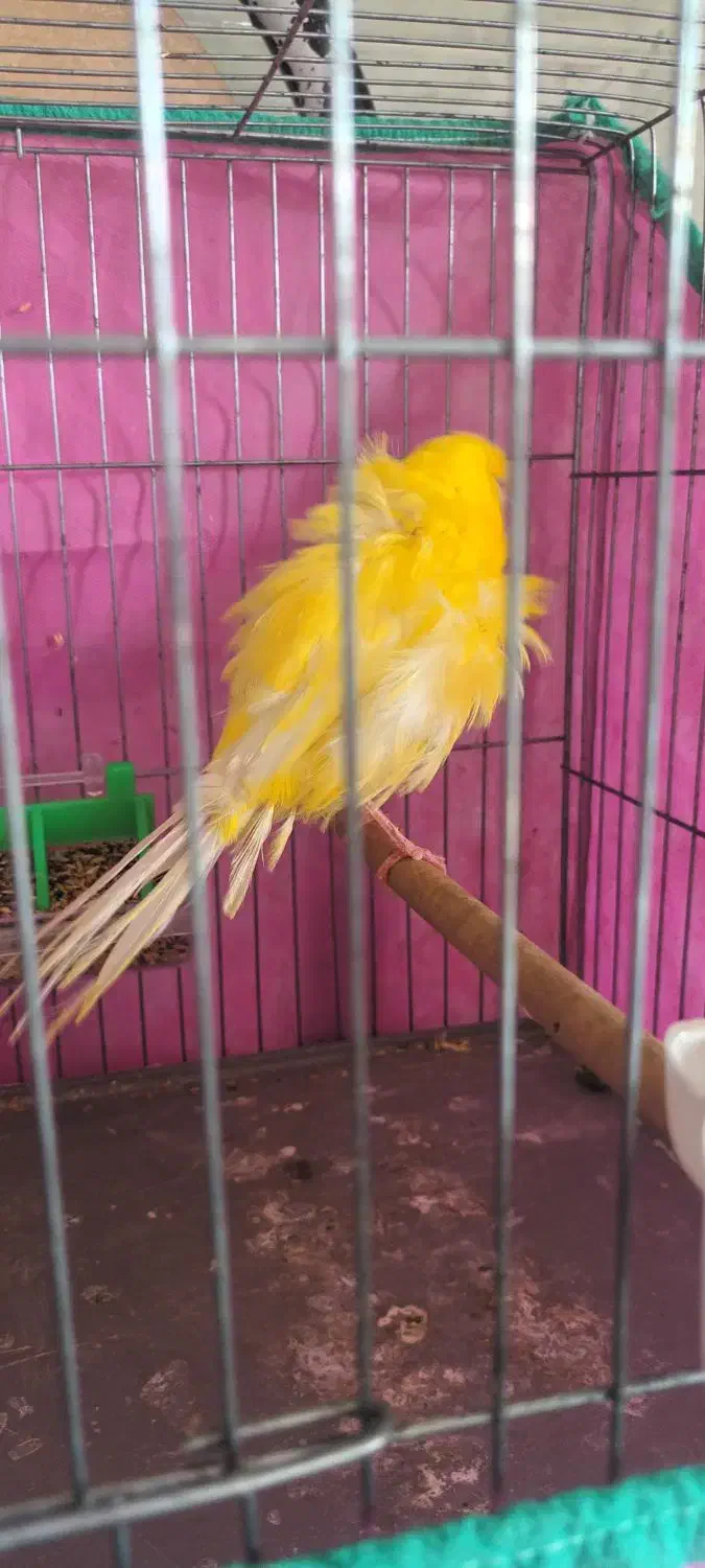 قناری فر|پرنده|رشت, فرزانه|دیوار