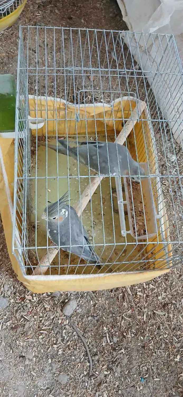 عروسک عروس هلندی(دوتاش۱نیم)|اسباب‌بازی بچه|بم, |دیوار