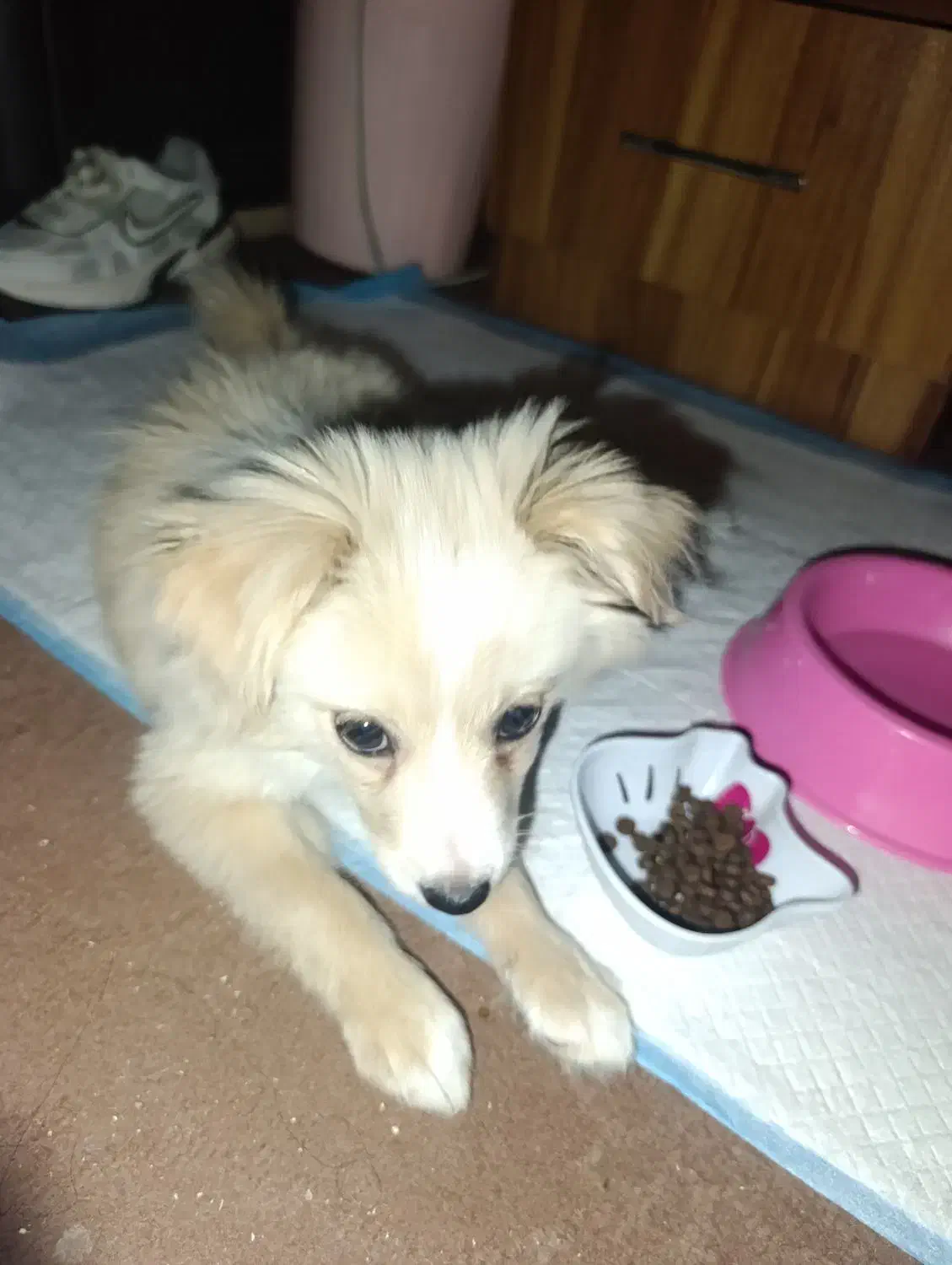 سگ اشتپیز|سگ|بندرعباس, |دیوار