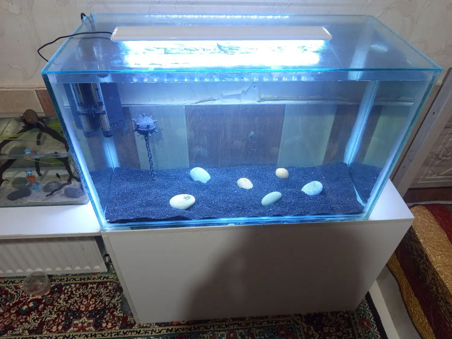 اکواریوم|ماهی|رفسنجان, |دیوار