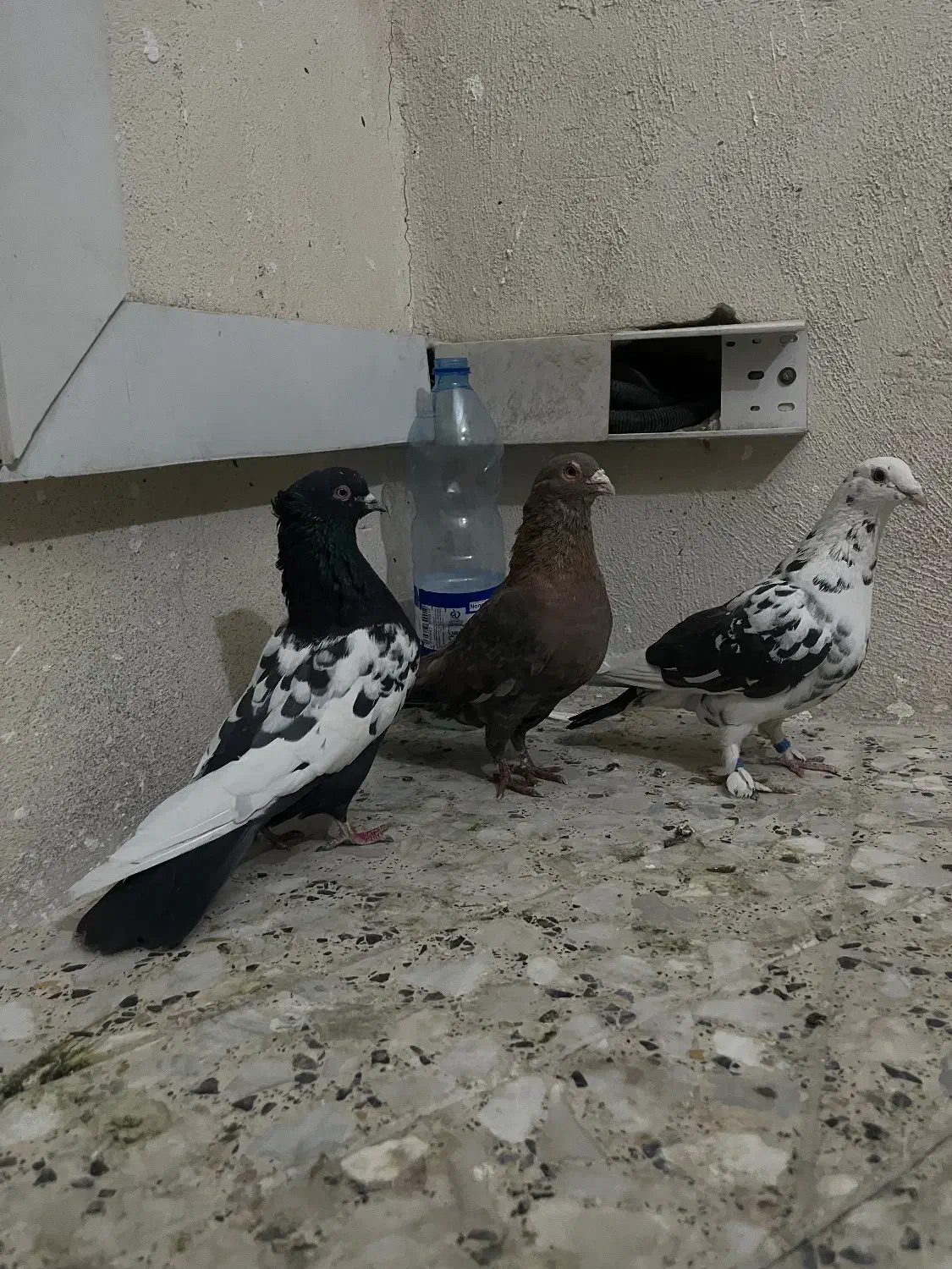 ۳تا گرفتنی پرشی خوب|پرنده|شیراز, شهرک مفتح|دیوار