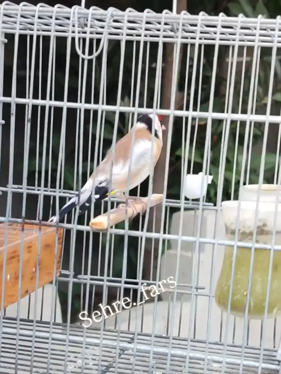 سهرهنرسرسیاه|پرنده|شیراز, لاله|دیوار