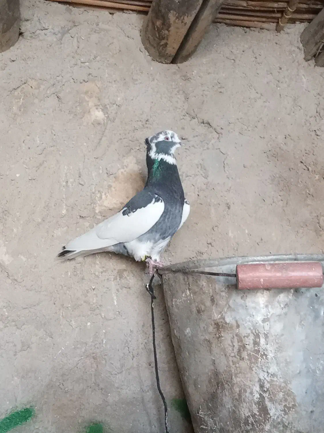 کبوتر|پرنده|ایوان, |دیوار