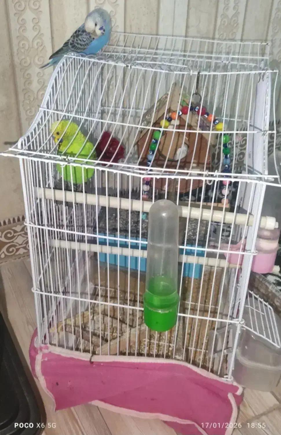 مرغ عشق جفت|پرنده|پاکدشت, پاکدشت (مامازند)|دیوار