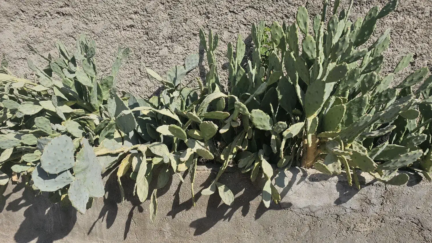 گل کاکتوس|گل و گیاه طبیعی|ری, شهید غیوری (ابن باویه)|دیوار