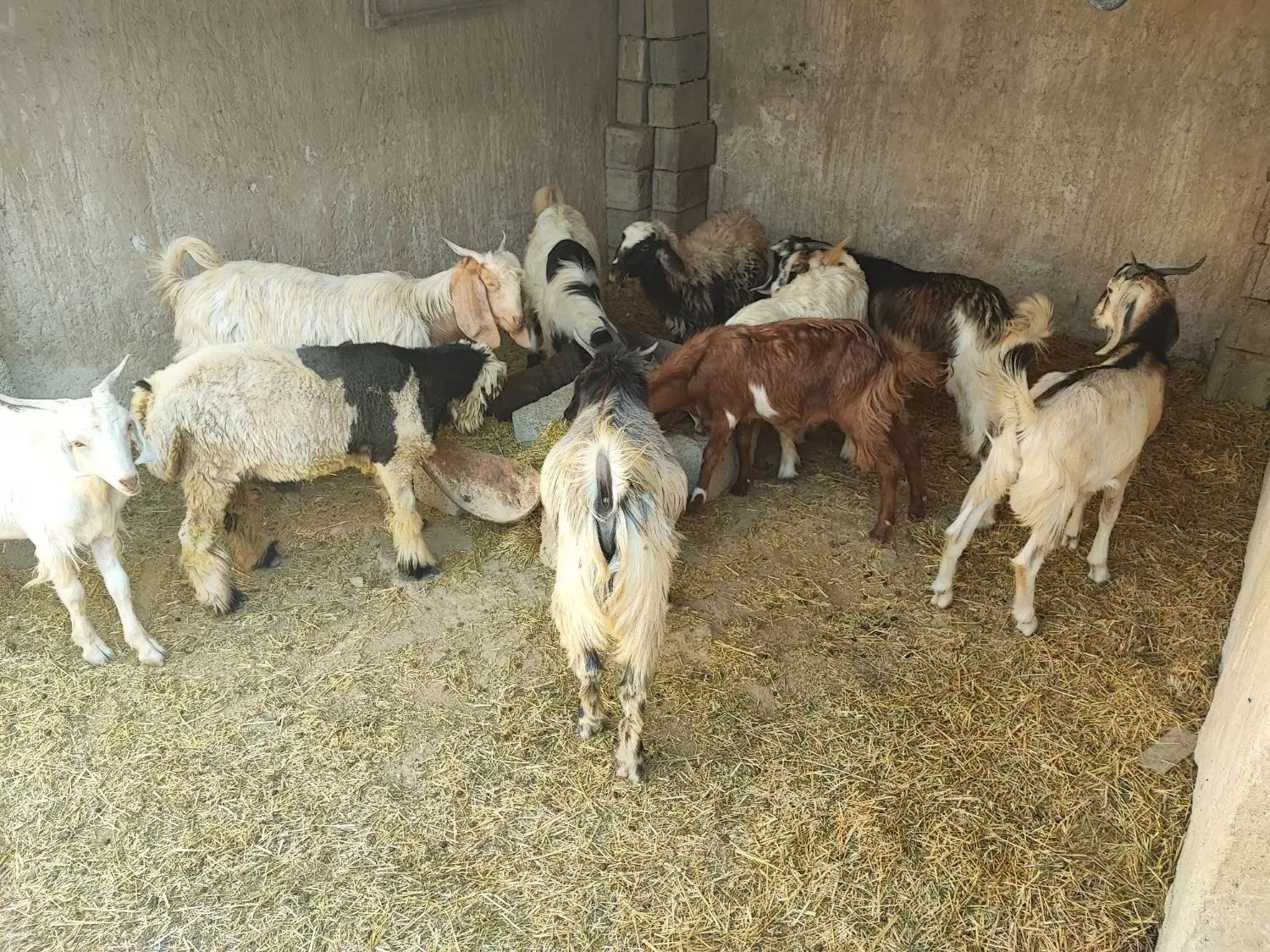 کهره نر|حیوانات مزرعه|وحدتیه, |دیوار