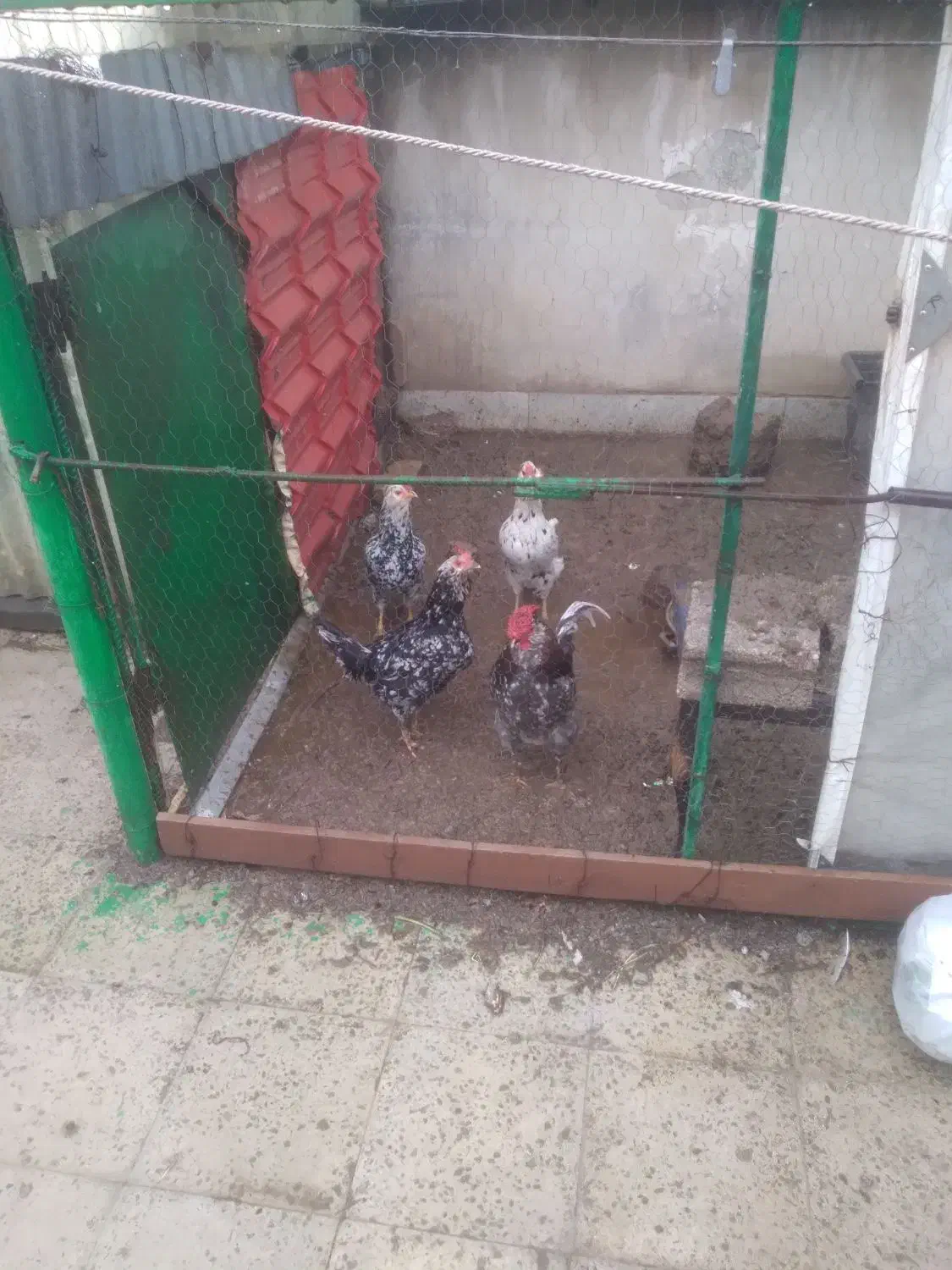 تخم ‌مرغ گلین.|حیوانات مزرعه|مشکین‌دشت, |دیوار