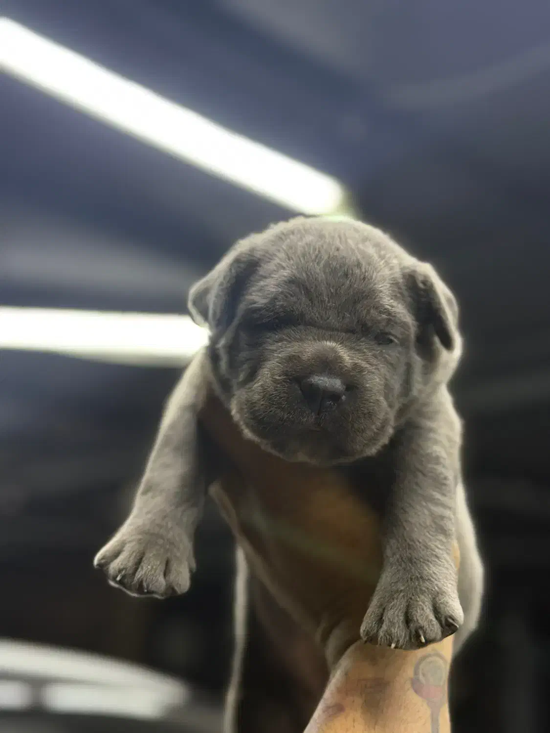 سگ کنکورسو ماستیف|سگ|ری, جوانمرد قصاب|دیوار