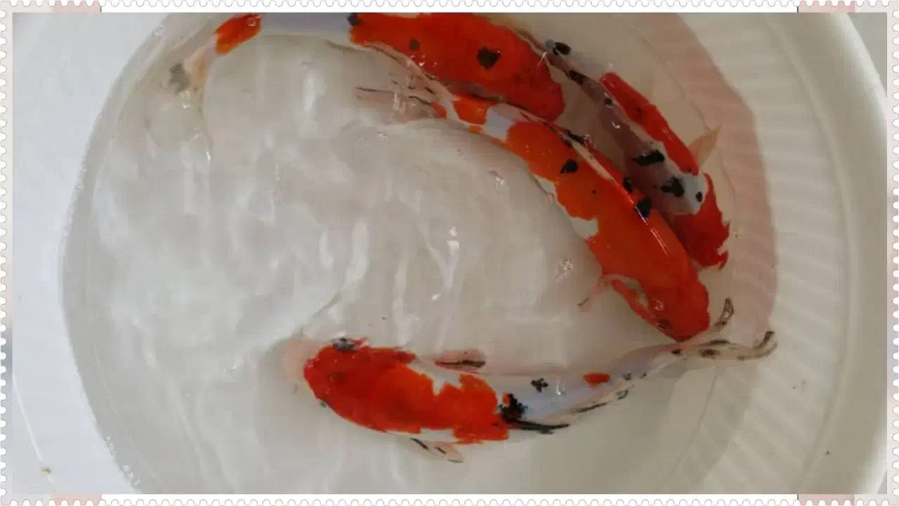 ماهی کوی|ماهی|تهران, جوادیه|دیوار