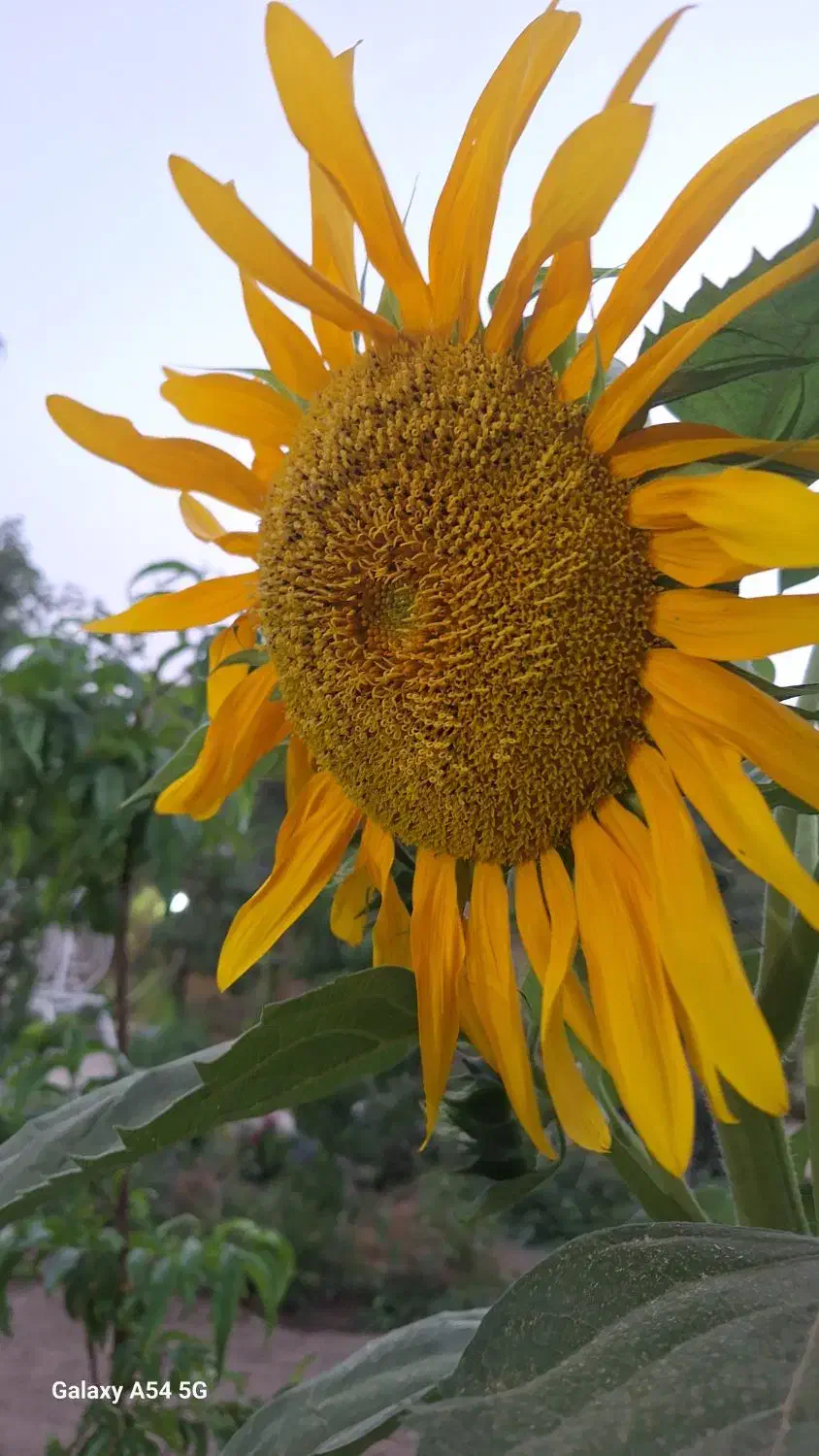 راهنمایی کنید|فعالیت داوطلبانه|قم, صدوق|دیوار