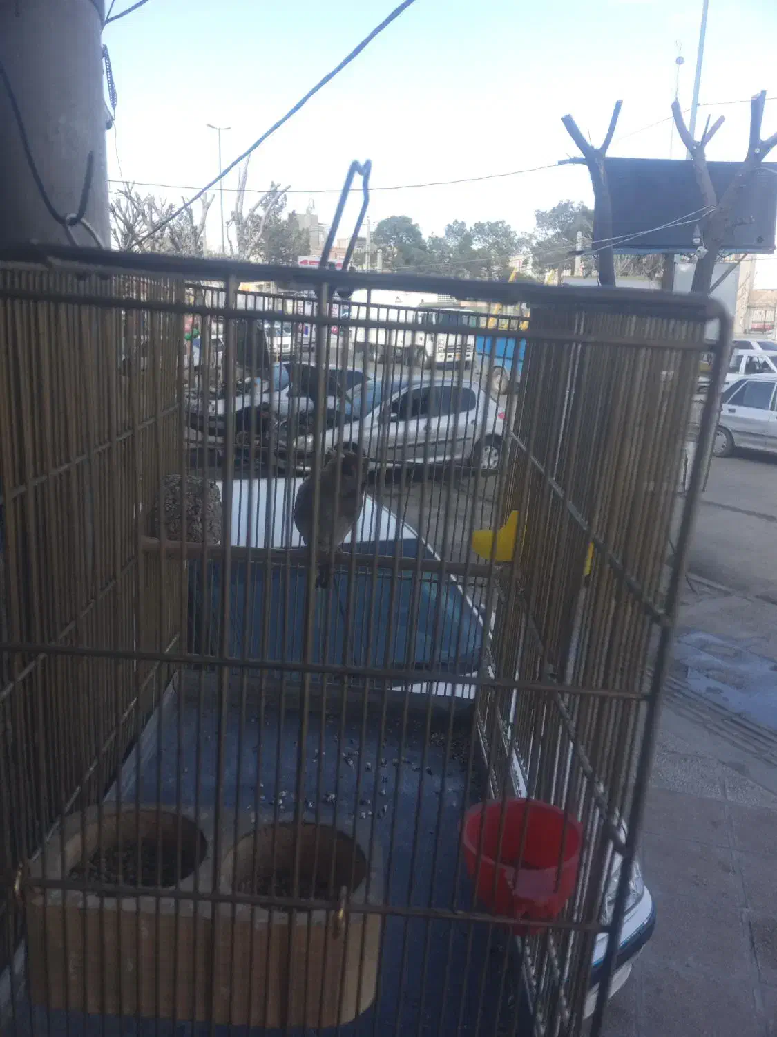 سهره نر|پرنده|رباط‌کریم, الارد|دیوار