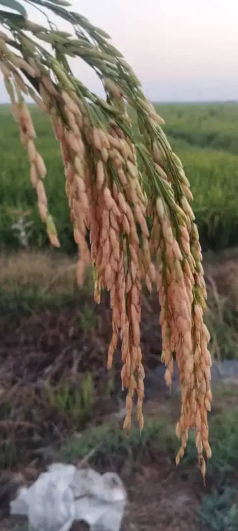 شلتوک درجه یک|خوردنی و آشامیدنی|اهواز, اسماعیلیه|دیوار