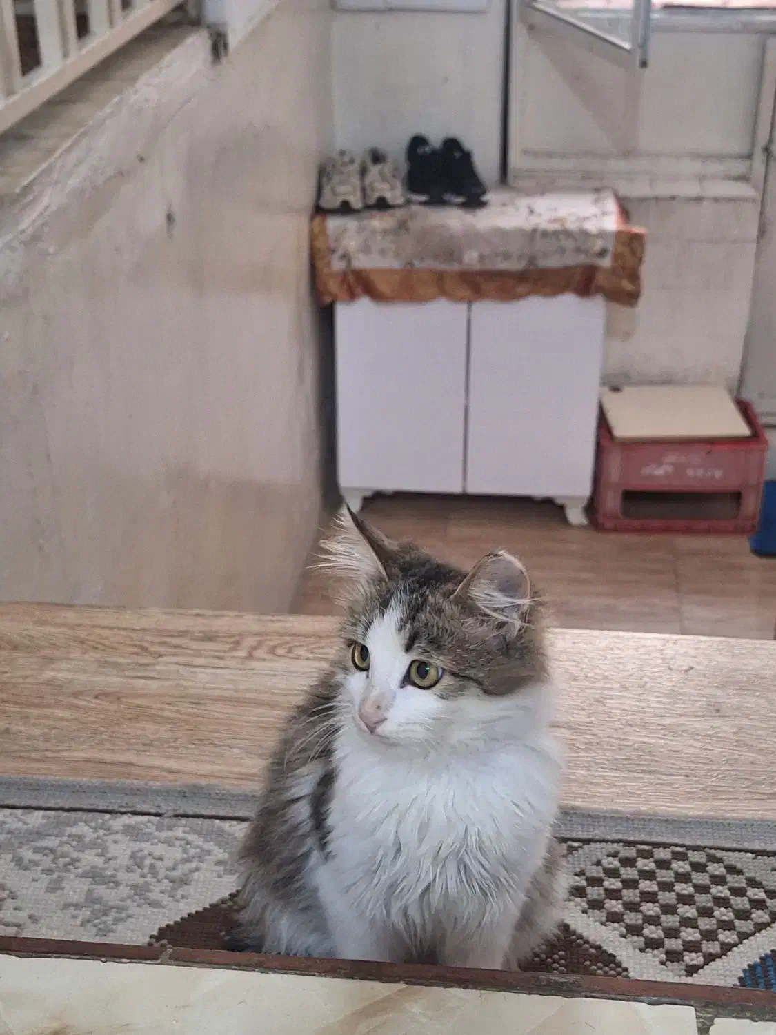 دوتا گربه خونگی|گربه|رشت, رودبارتان|دیوار