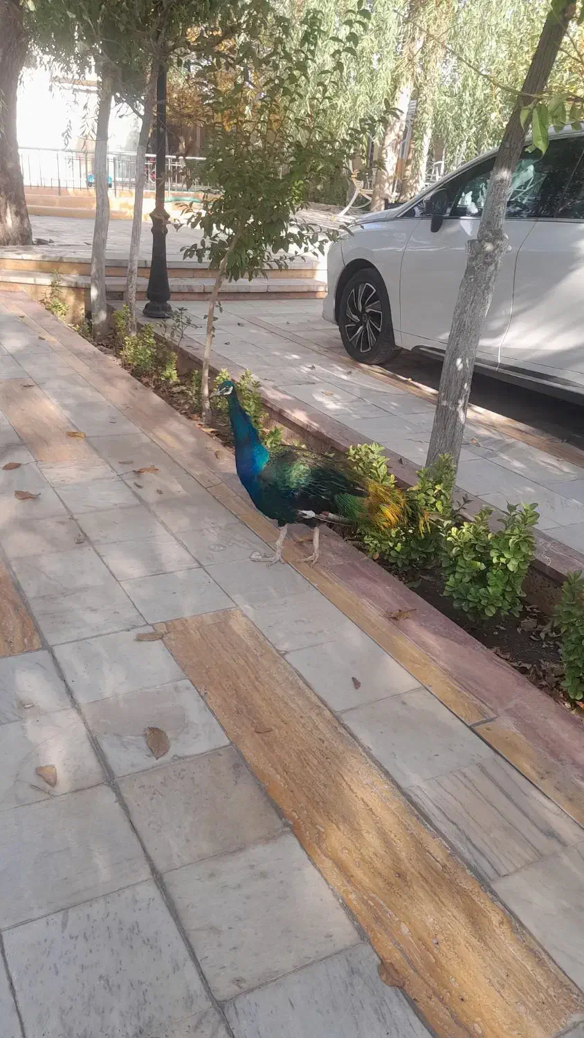 طاووس|پرنده|مشهد, وکیلآباد|دیوار