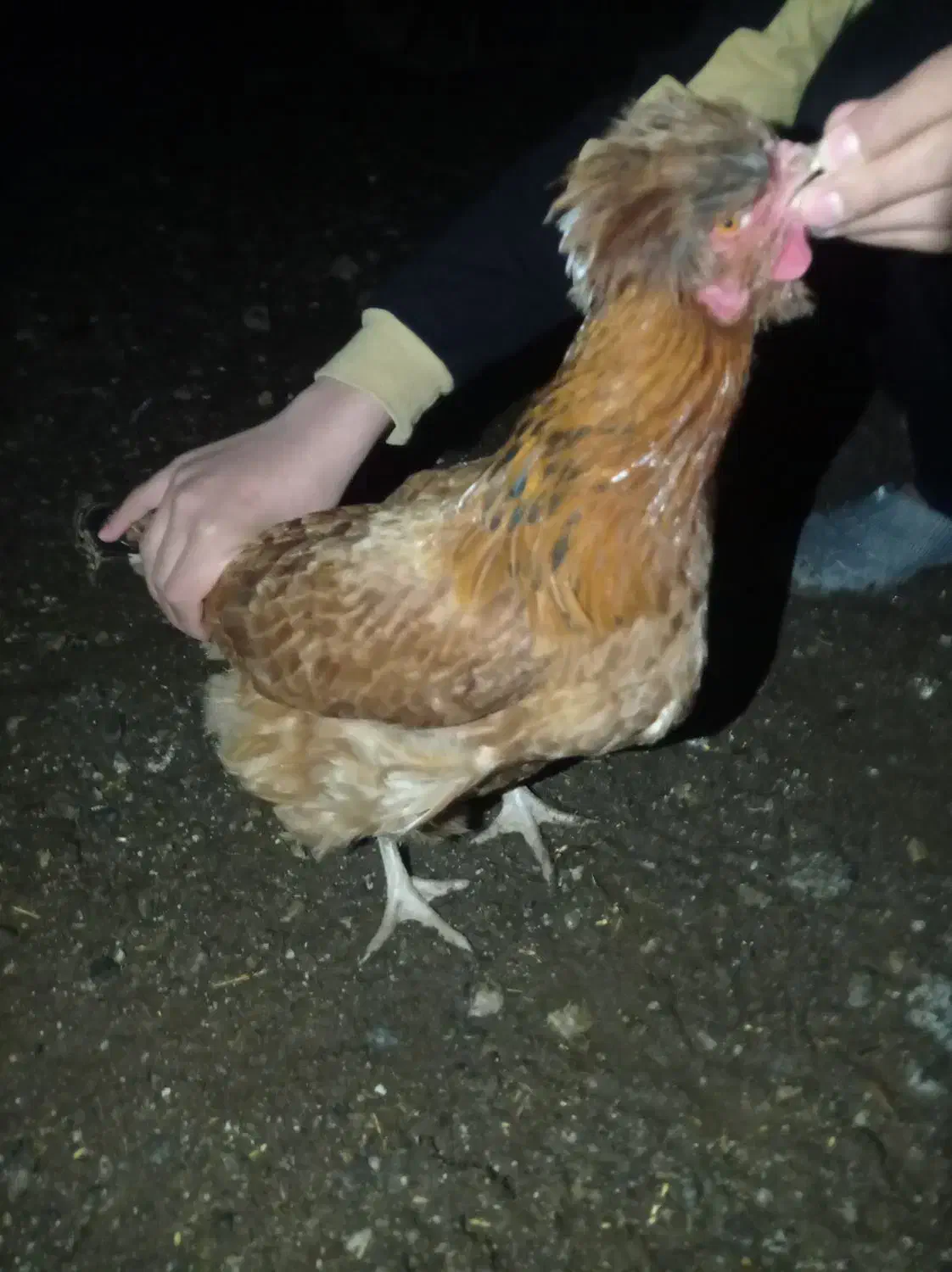 مرغ|حیوانات مزرعه|سیلاخور, |دیوار