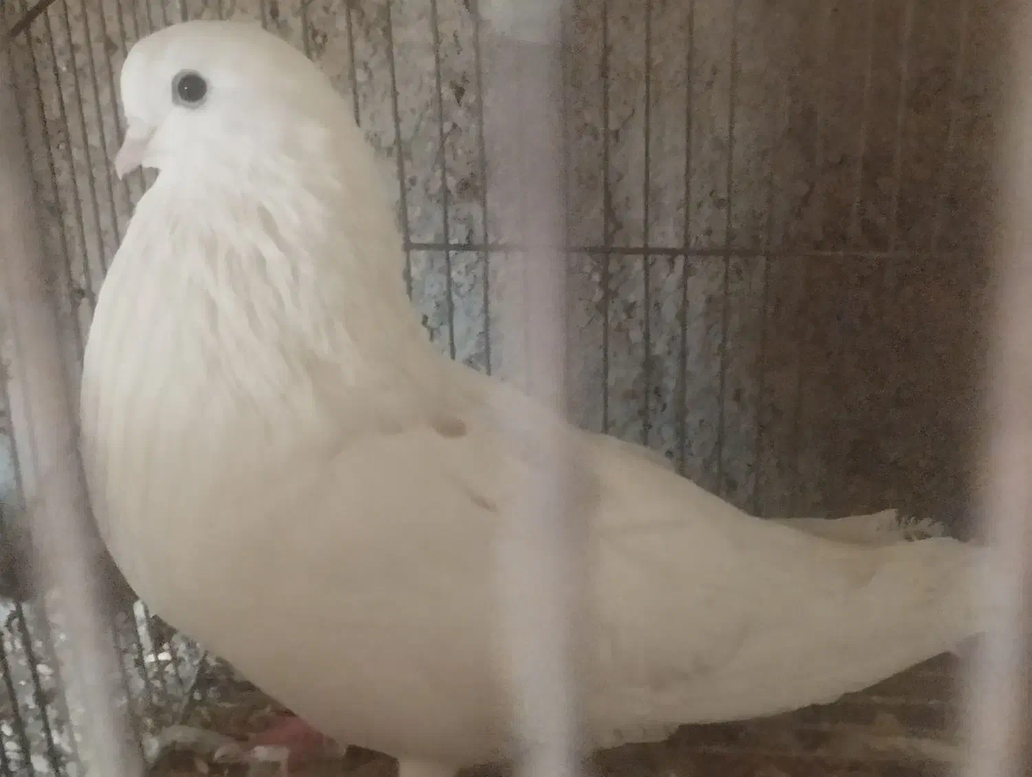 کفتر تهرونی نر|پرنده|تفت, |دیوار