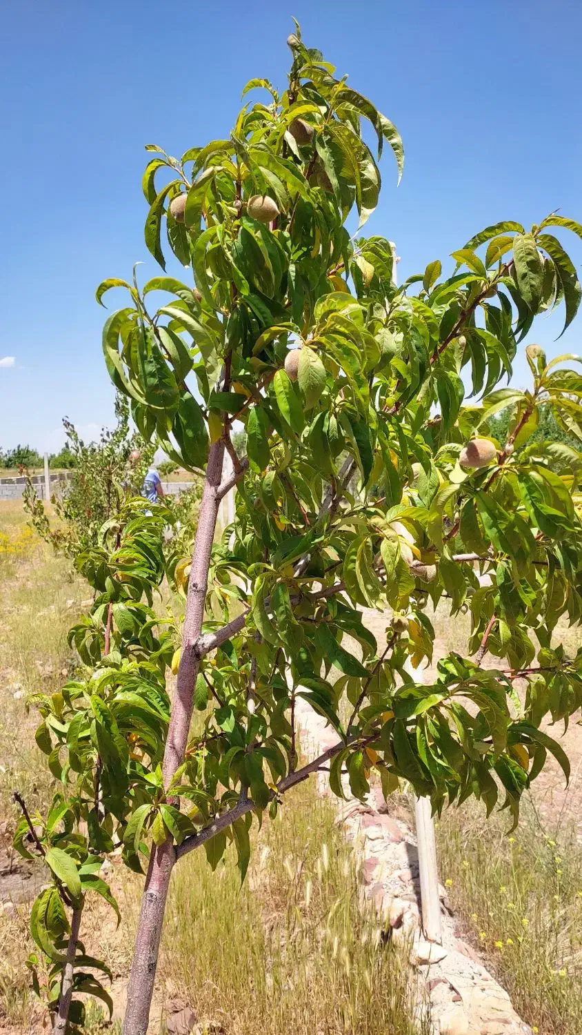 فروش ومعاوضه زمین ویلایی ۴۵۳متر مزرعه|فروش زمین و ملک کلنگی|صوفیان, |دیوار