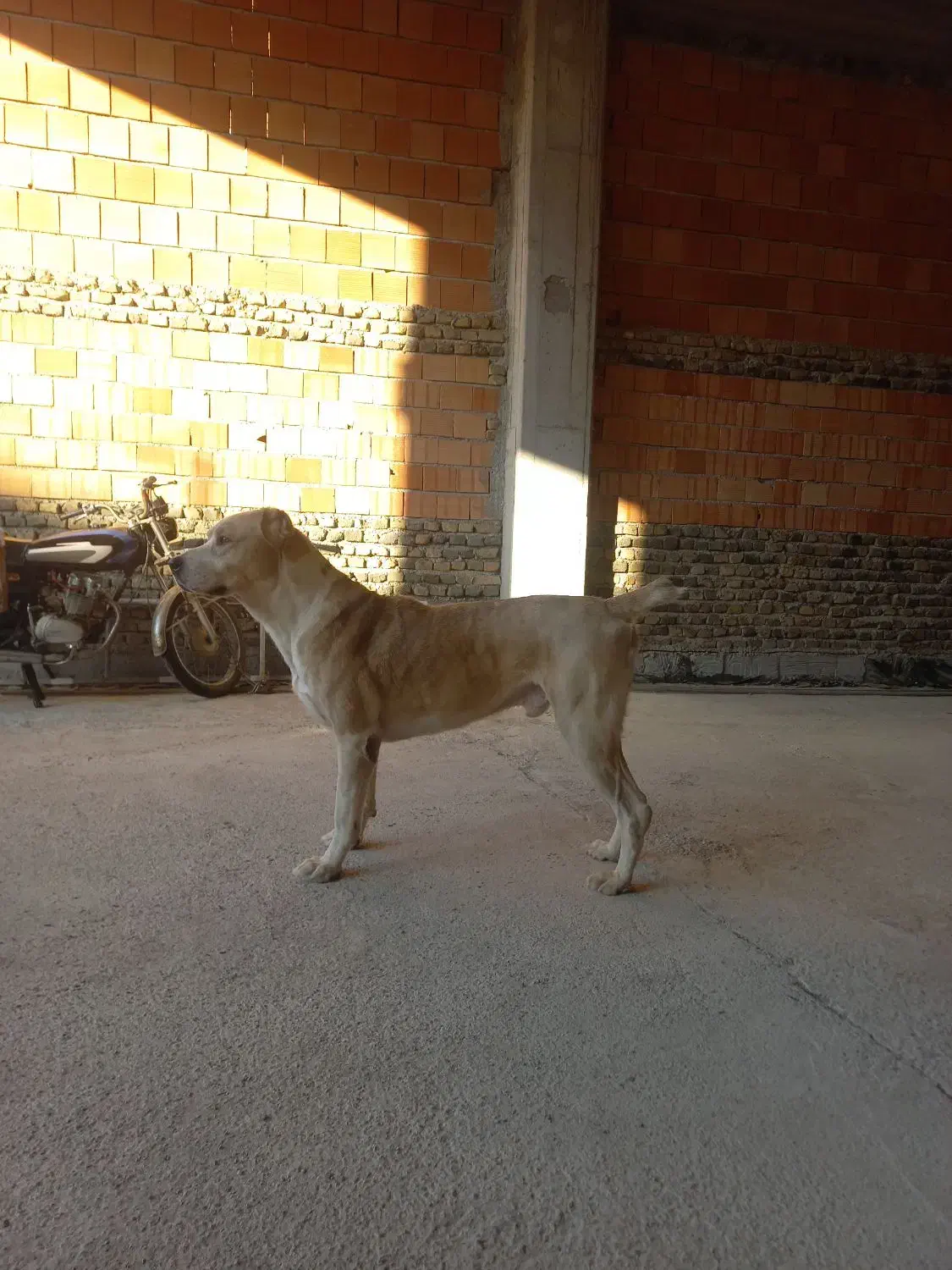 سگ گمشده|حیوانات|بندر ترکمن, |دیوار