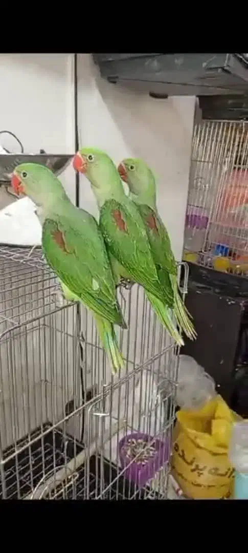 دنیای عروس ملنگو برزیلی شاه طوطی گیرینچیک کاسکو|پرنده|تهران, گلستان (شهرک راه آهن)|دیوار