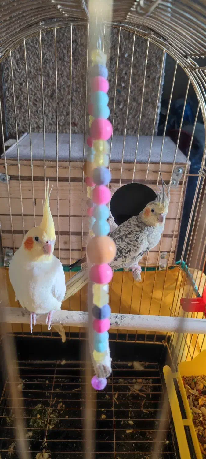 جفت عروس هلندی مولد|پرنده|شوشتر, |دیوار