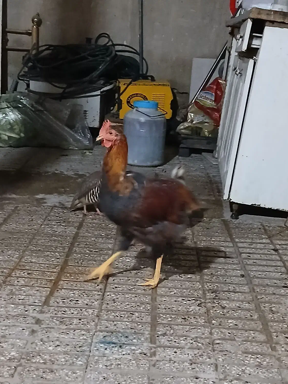 خروس محلی|حیوانات مزرعه|پاکدشت, پاکدشت (مامازند)|دیوار