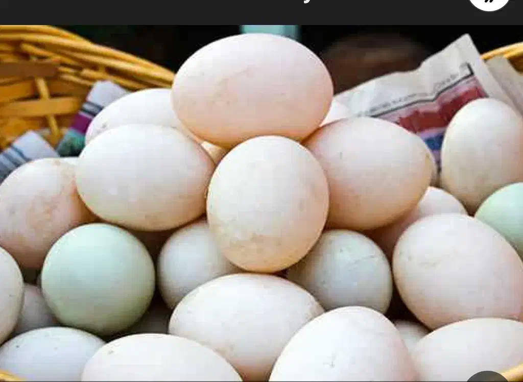 تخم مرغابی نطفه دار موجود|خوردنی و آشامیدنی|بهبهان, |دیوار