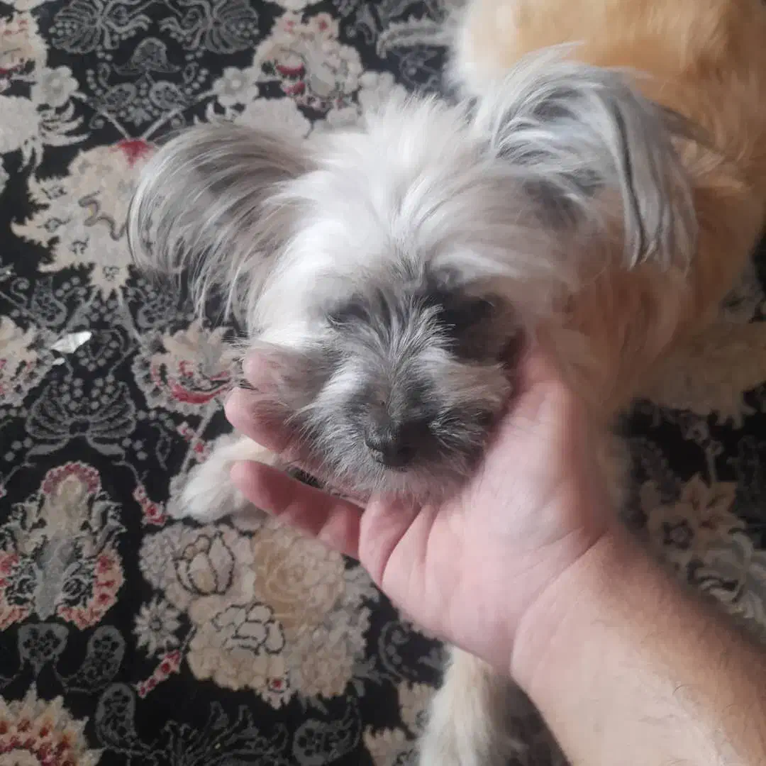 نژاد تریر|سگ|تهران, سلسبیل جنوبی|دیوار