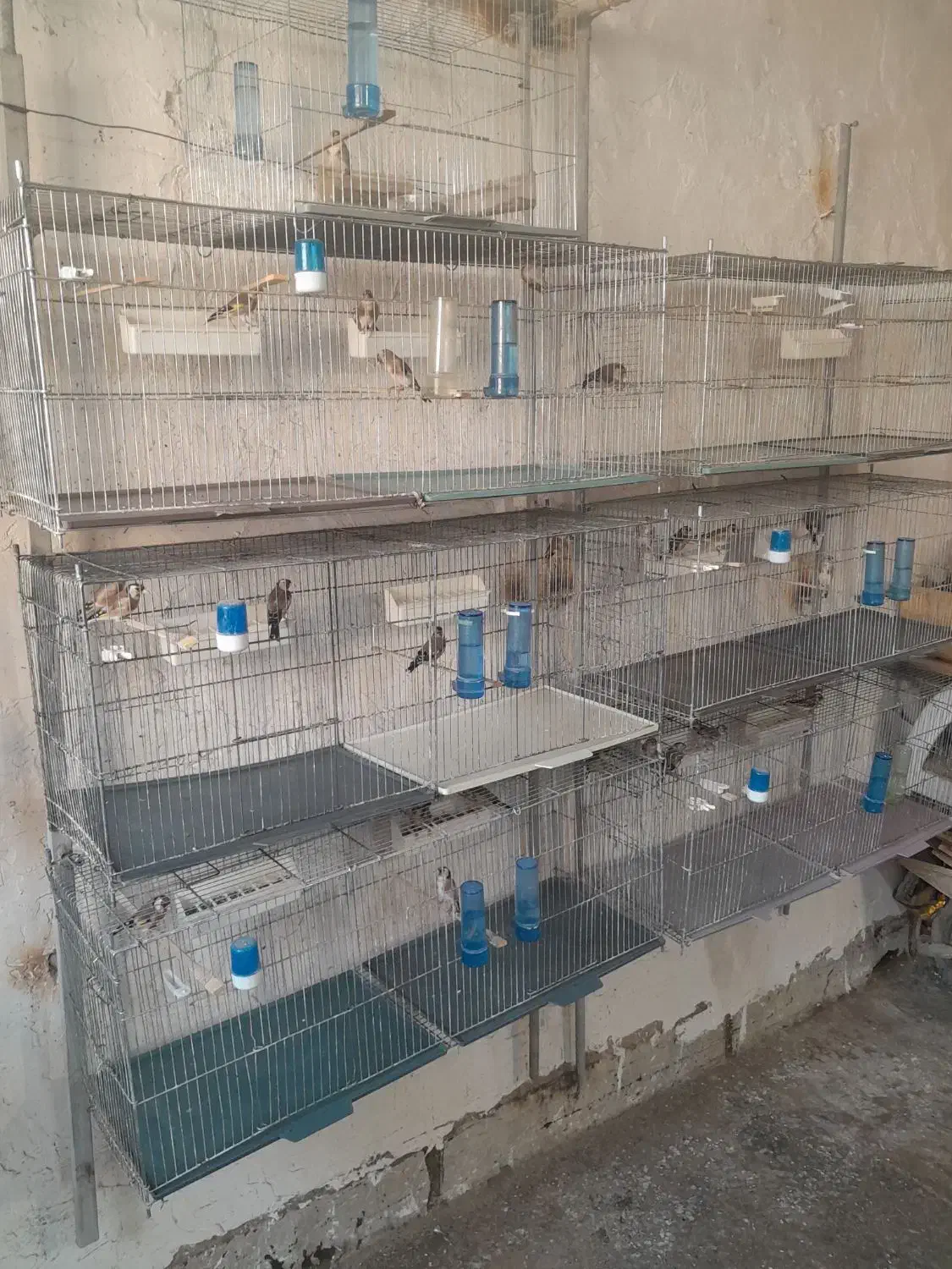 سهره نر .|پرنده|ساوه, |دیوار