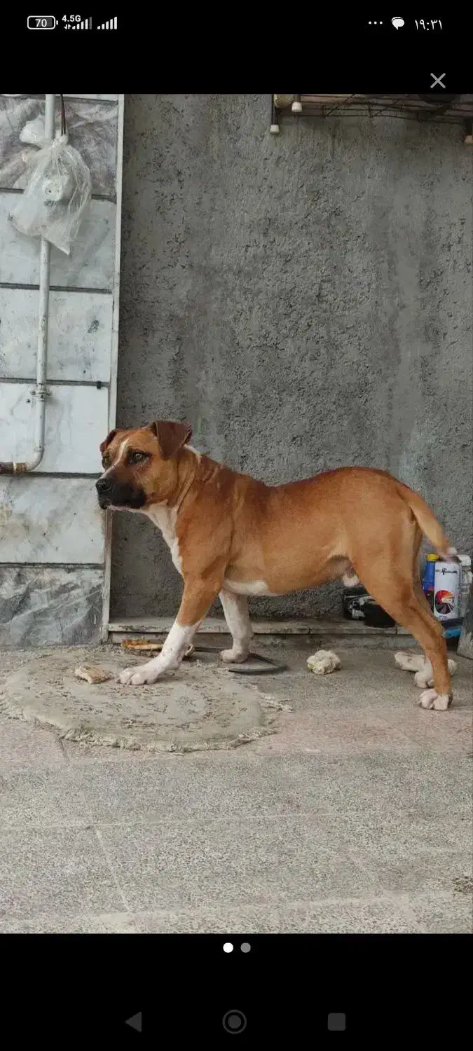 پیتبول|سگ|زنجان, |دیوار