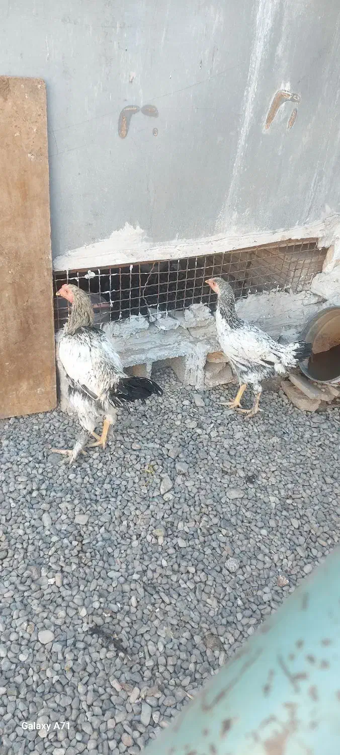 مرغ وخروس لاری|حیوانات مزرعه|خاوران, |دیوار