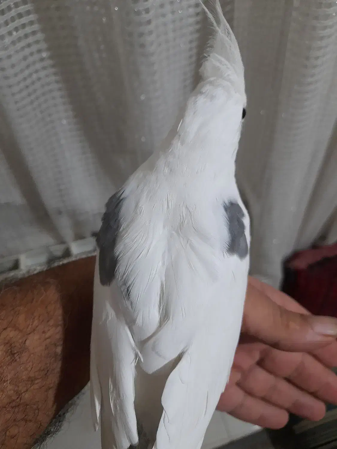 عروس هلندی|پرنده|تهران, دولاب|دیوار