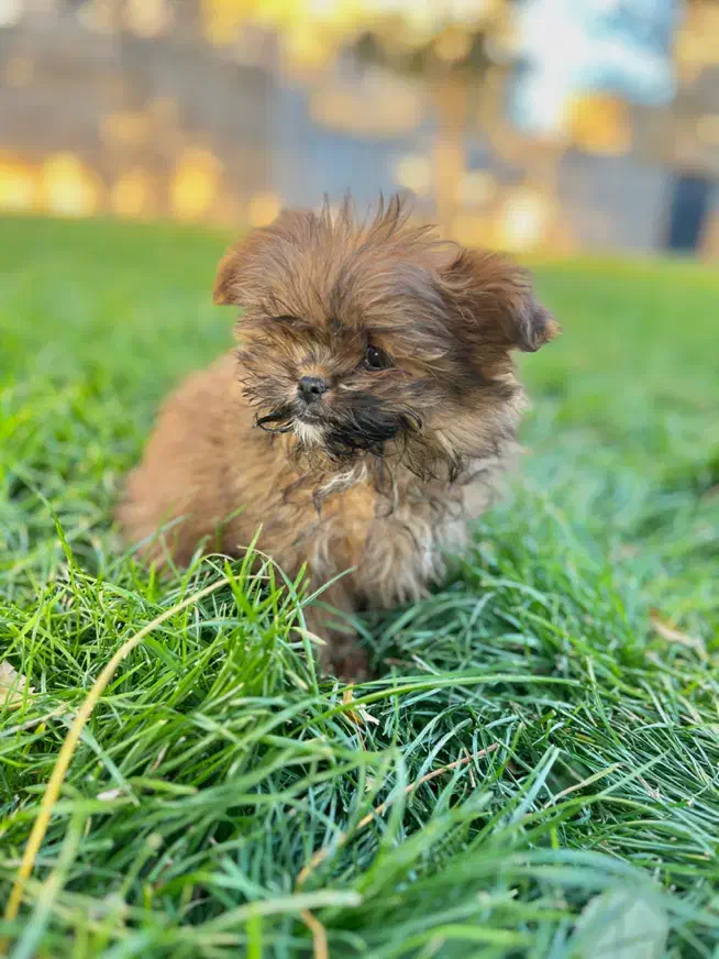 پودل کراس بمب مو عروسکی جیبی|سگ|مشهد, وکیل‌آباد|دیوار