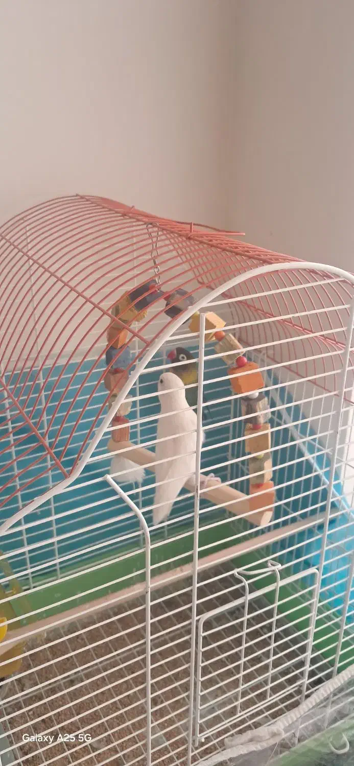 کوتوله|پرنده|نیشابور, مازول|دیوار