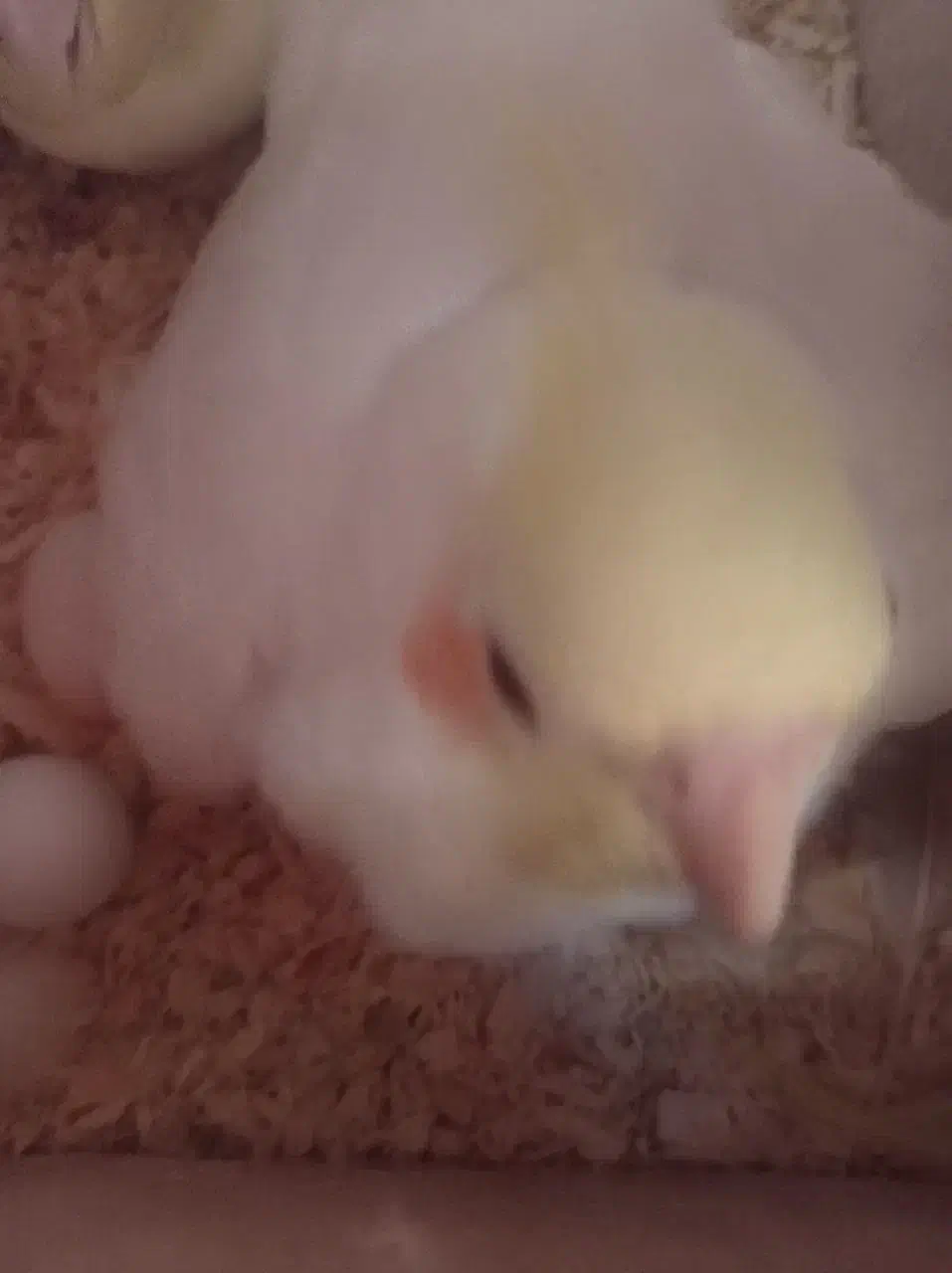 عروس هلندی معاوضه|پرنده|قدس, شهرقدس|دیوار