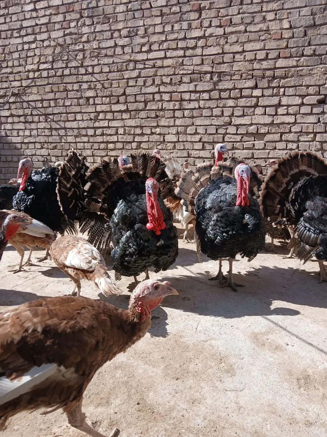 بوقلمون برنز بوربون و جوحه برهما|حیوانات مزرعه|قم, پردیسان|دیوار