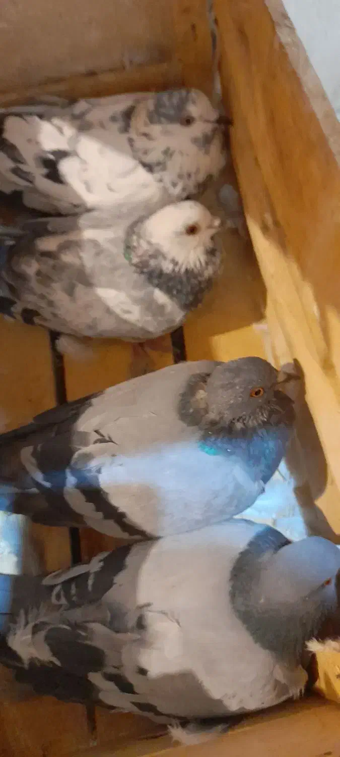 چهار عدد کبوتر گرفتنی سالم|پرنده|میاندوآب, |دیوار