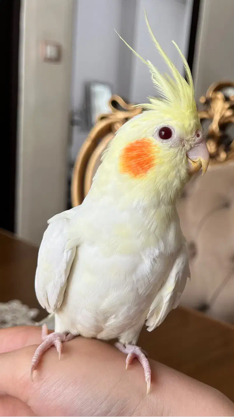 عروس هلندی لوتینو|پرنده|ارومیه, |دیوار