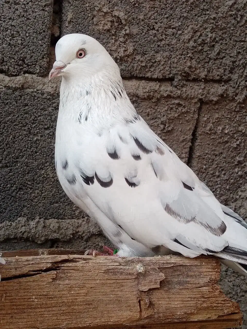 تعدادی کبوتر پرشی بهشرط زرندیه|پرنده|زرندیه, |دیوار