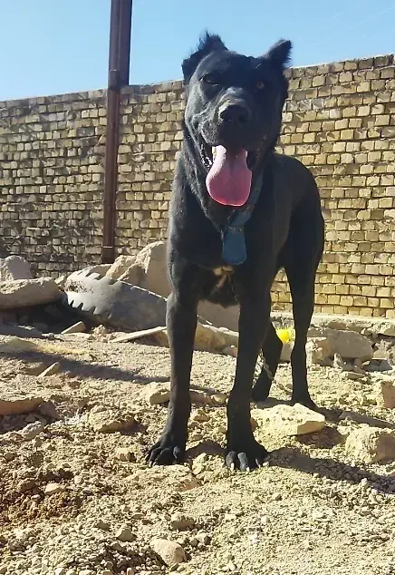 ماده سرابی|سگ|کبودرآهنگ, |دیوار