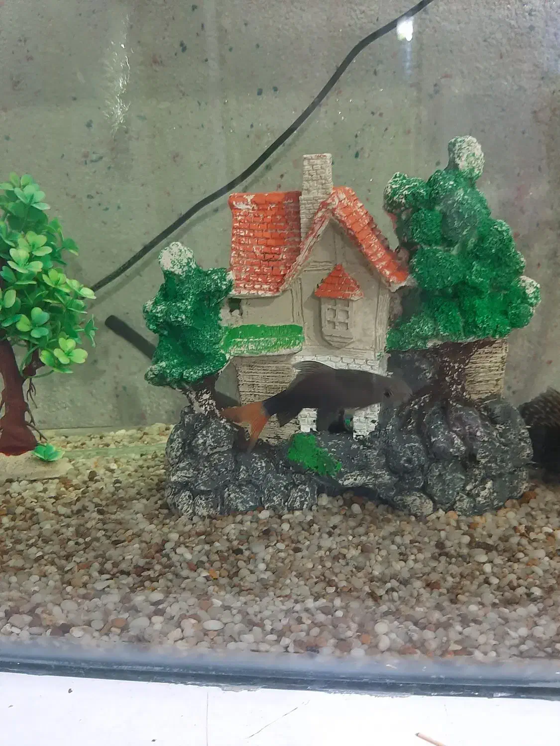 اکواریوم|ماهی|ایلام, |دیوار