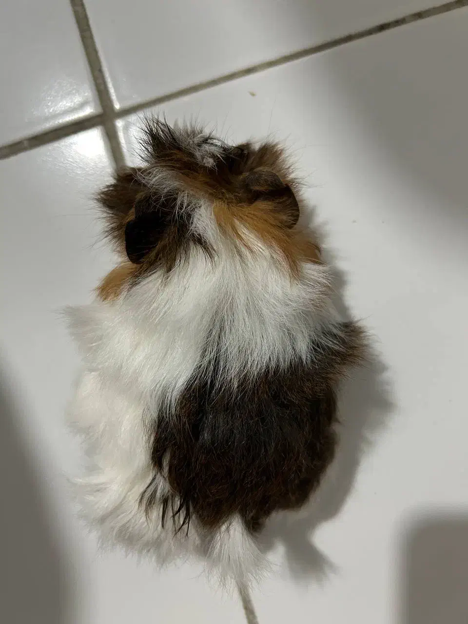 خوکچه هندی|موش و خرگوش|رشت, شهرک قدس|دیوار