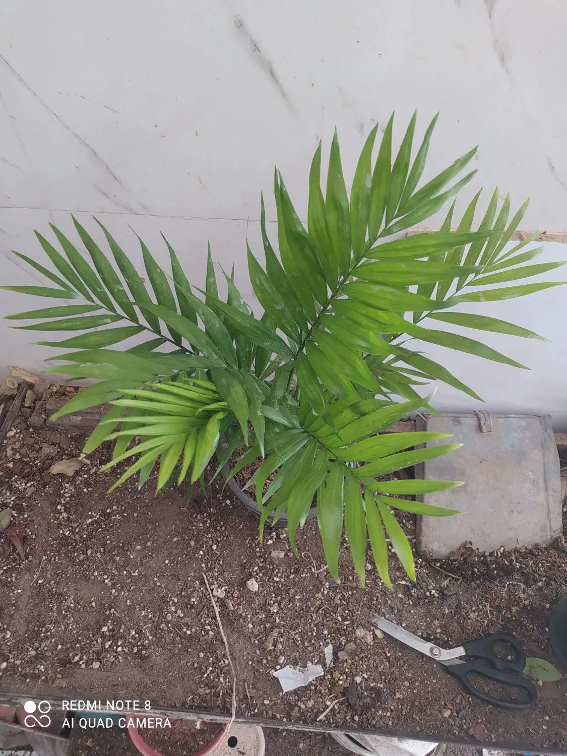 گل و گیاه شامادورا|گل و گیاه طبیعی|اهواز, سیصد دستگاه|دیوار