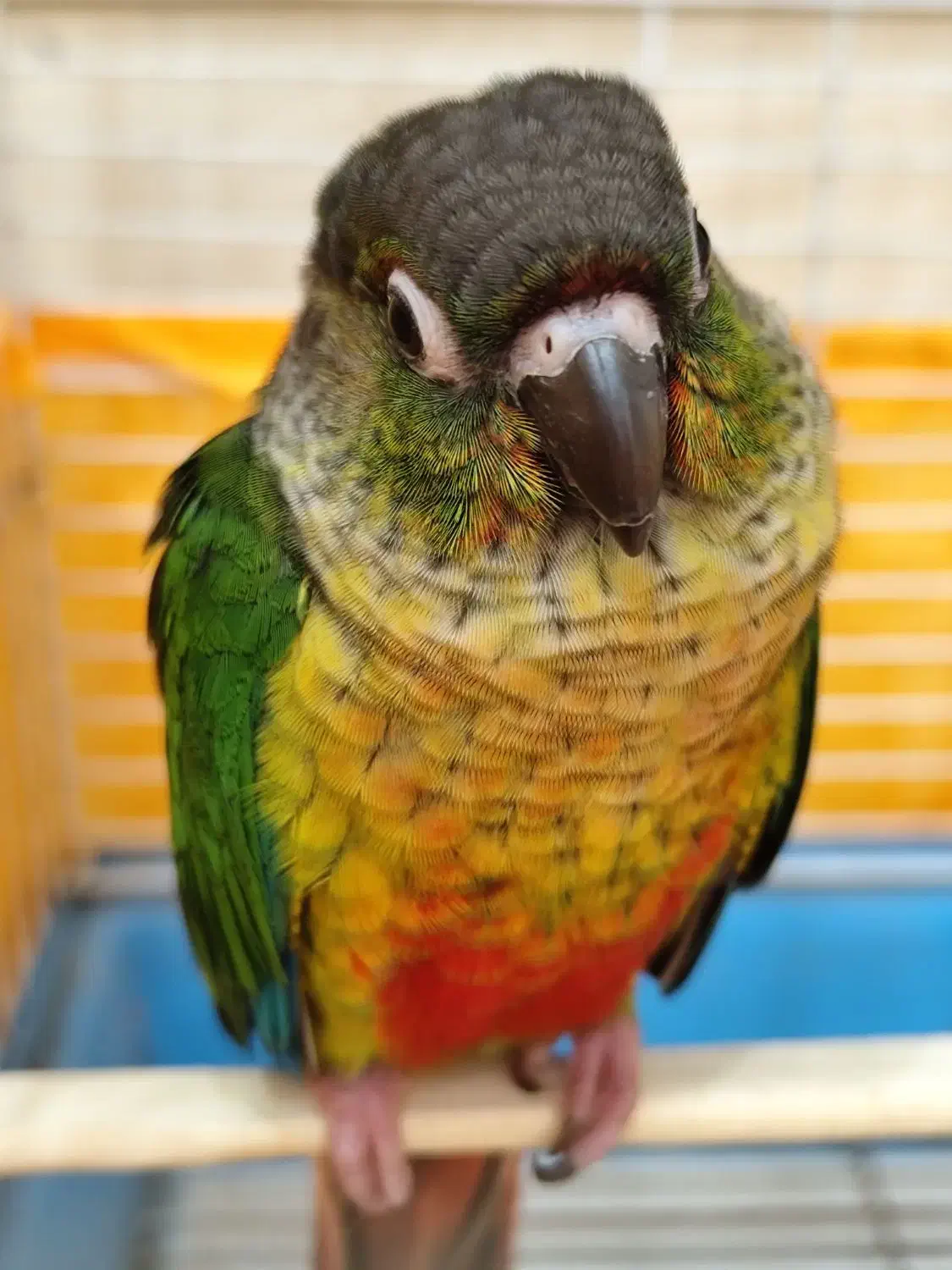 یک عدد گرینچیک و عروس هلندی|پرنده|نوشهر, |دیوار