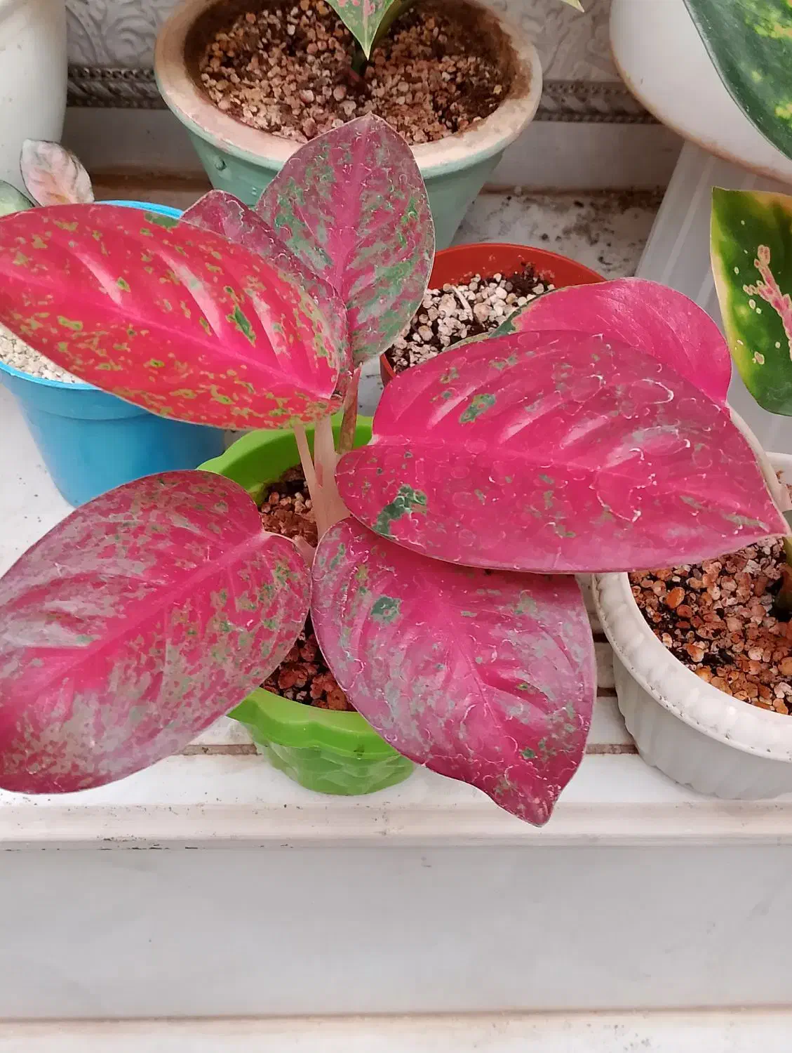 اولی رد استار خاص تمرین اگلونما قیمت ۳۸۰ تومن|گل و گیاه طبیعی|مراغه, |دیوار