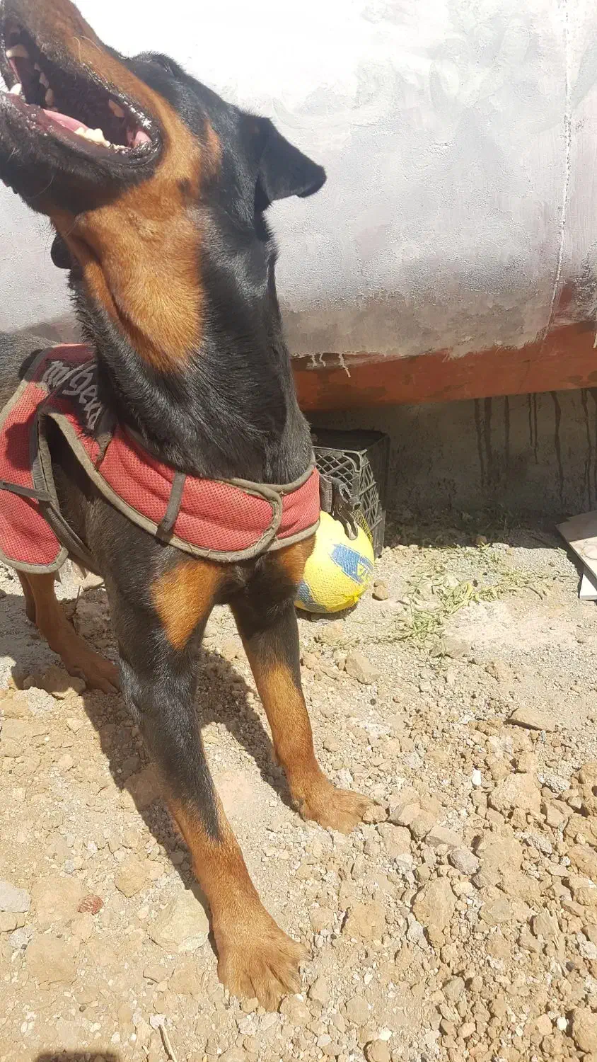 سگ روتوایلر|سگ|سنندج, |دیوار